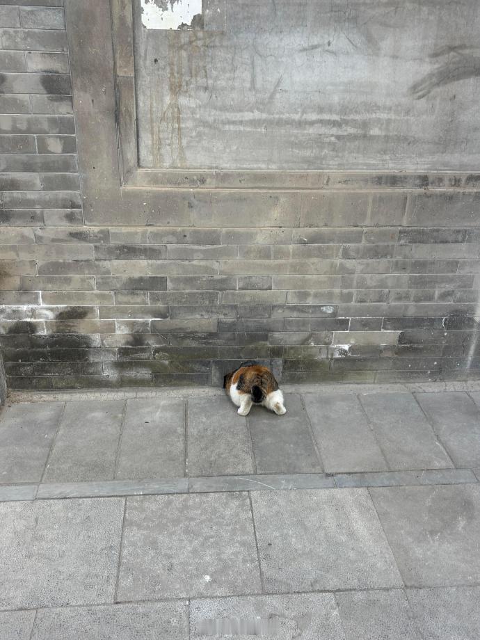 喵师傅，一早就开始辛勤工作。