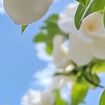 0000栀子花种植方法：1.选种与土壤：栀子花喜酸性土壤，新手建议直接购买带土