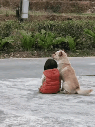 世界最安心的陪伴，从来都不是语言。你坐在路边发呆，它就安安静静陪在你身边，不吵