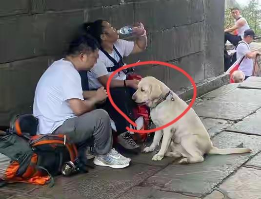 关于导盲犬芬迪爬山这事，说起来还真不全怪盲人夫妇，这不是在为盲人夫妇开脱