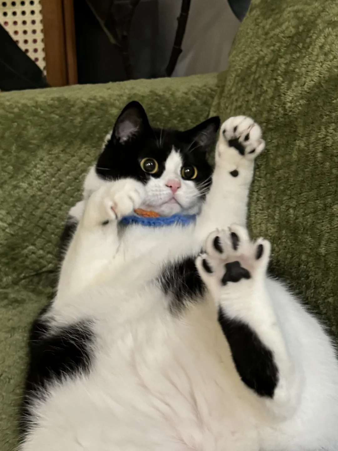 黑jiojio谁敢闻......