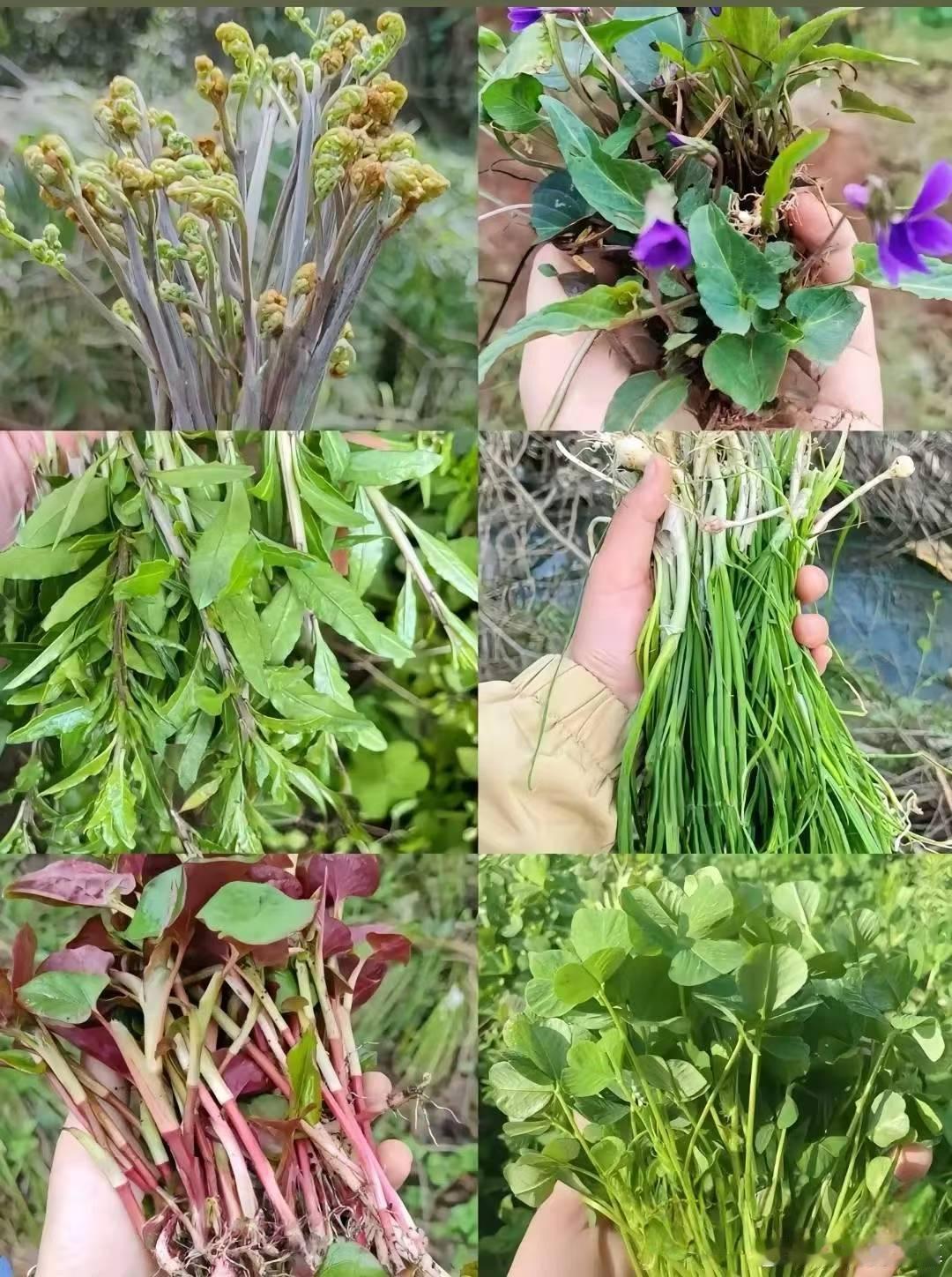 挖野菜季节到了，疯狂挖
