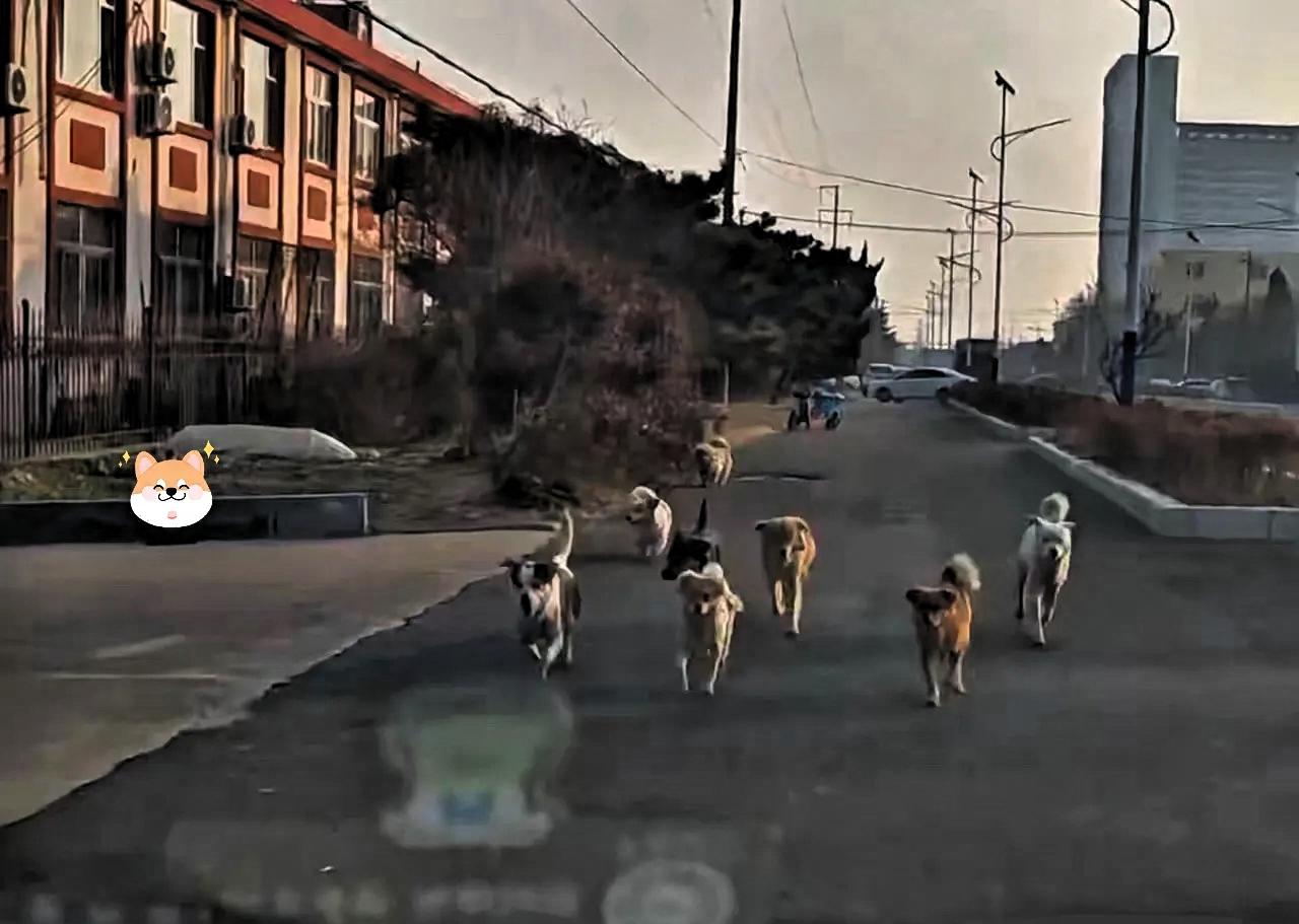 长春那七只狗能回到家是有原因的，除了狗子有灵性外，重要的是有一个带头大哥，就是那