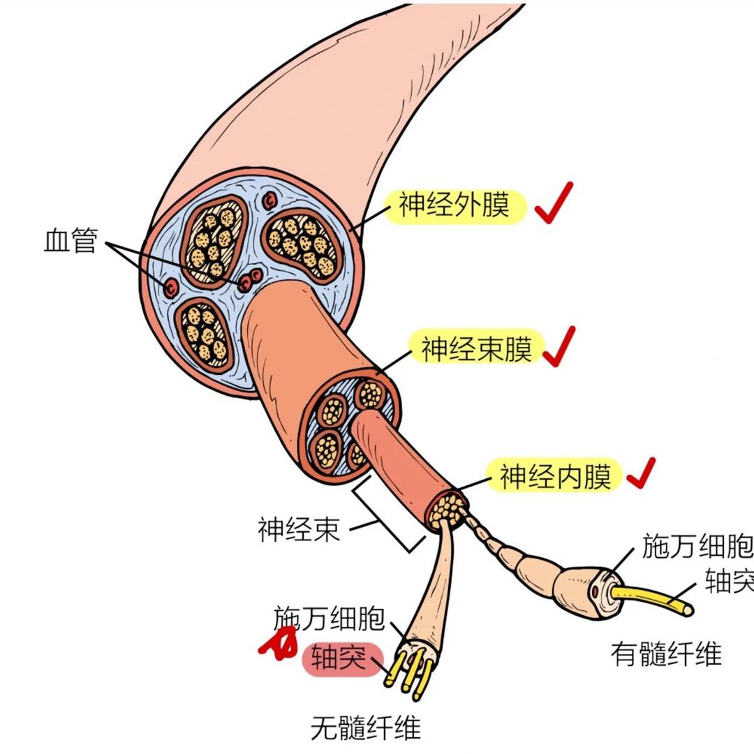 神经损伤不注意，下半辈子可遭老罪了！当您或家人出现以下五种情况：手指脚趾持续