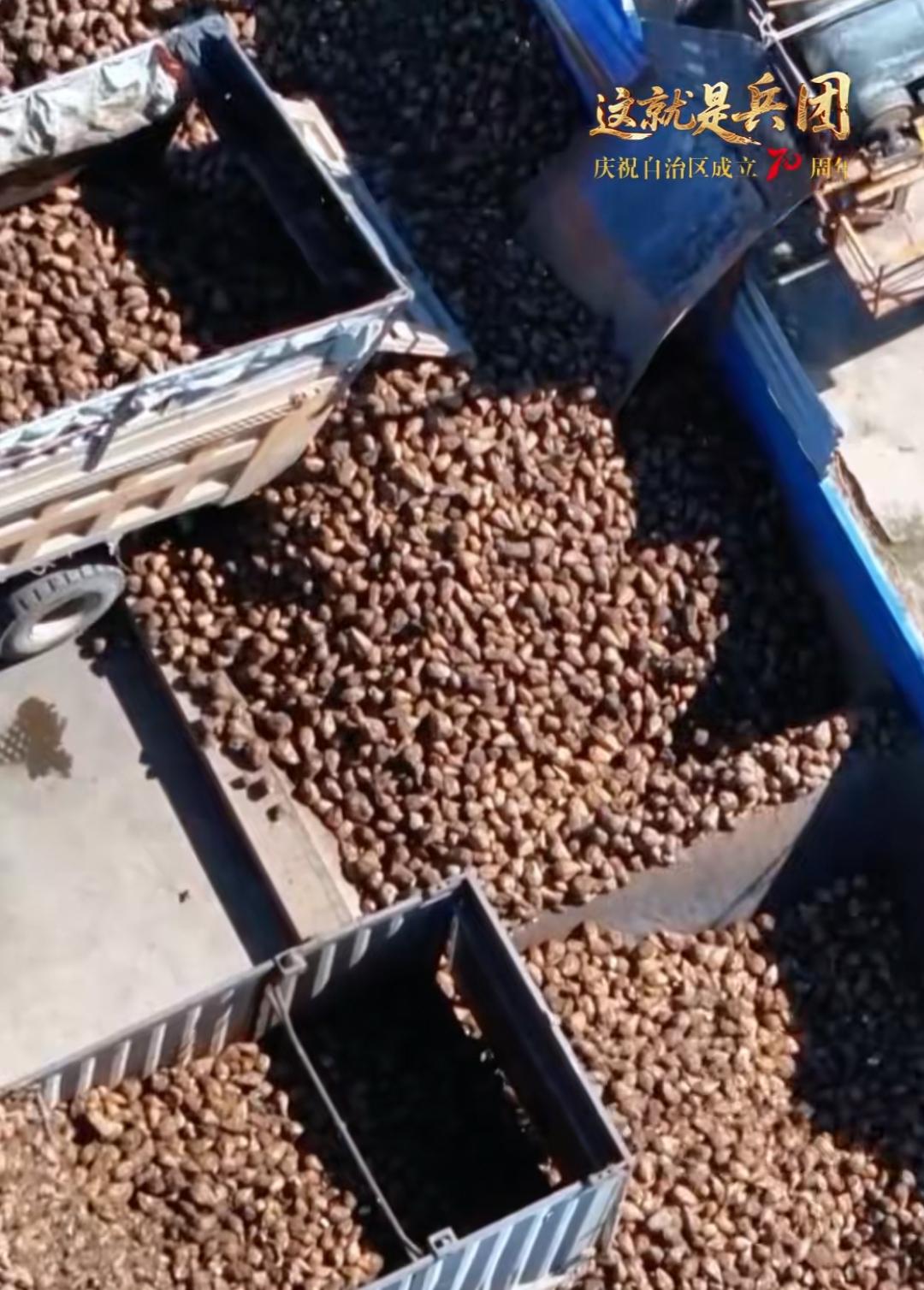 新疆真是地大物博，还可以产白砂糖！上中学的时候地理课里面都会说，我国南方地区主