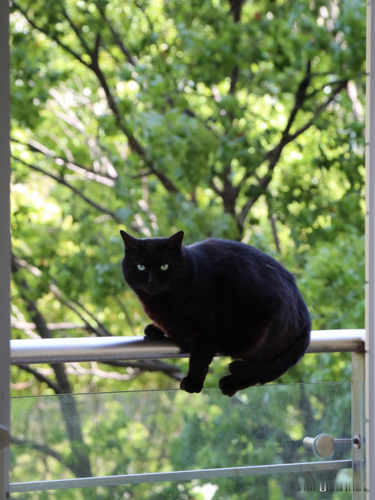 我家的黑猫，是从小区里的一棵树下捡回来的。当时它与同一窝的其他几位兄弟姐妹们被人