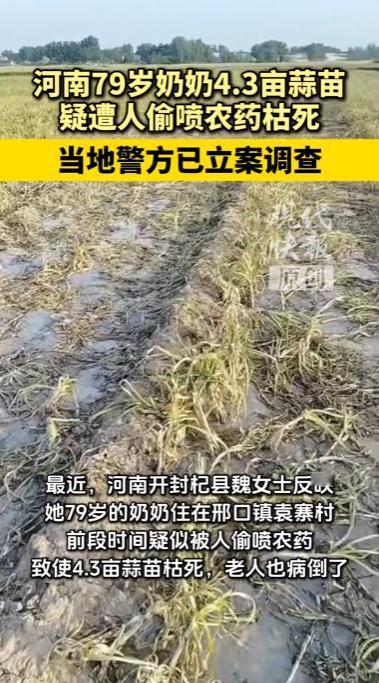 河南开封，一79岁老人辛辛苦苦种下的4.3亩蒜苗，竟疑似遭人偷偷喷洒农药，导致整