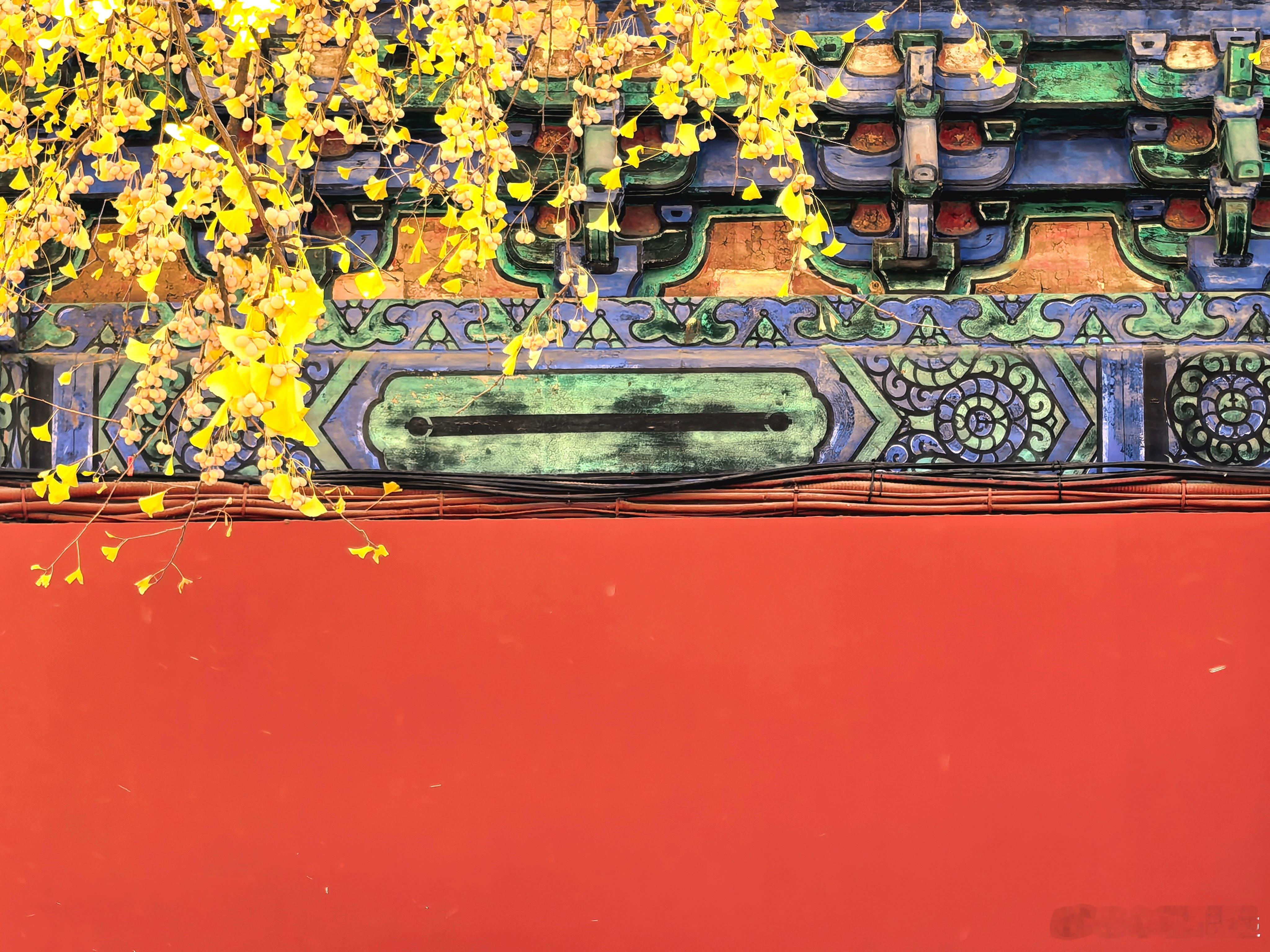 到中山公园看今年最后的秋色，大部分树叶都已掉落，只有几小撮银杏、鹅掌楸、枫叶还在