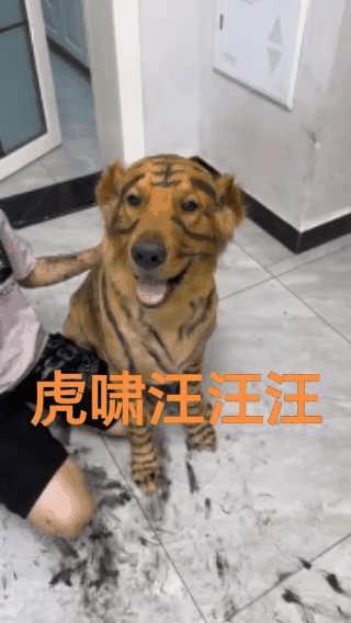 虎里虎气的本汪，别说，还挺像的！只要小主人开心：“我是老虎，骗你是狗”。不过，
