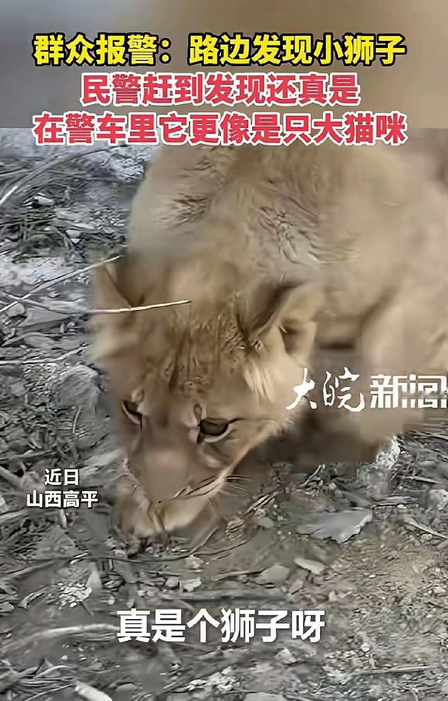 近日山西晋城，3名民警接到群众电话，说马路边竟然有只狮子！民警接到电话后，立马前