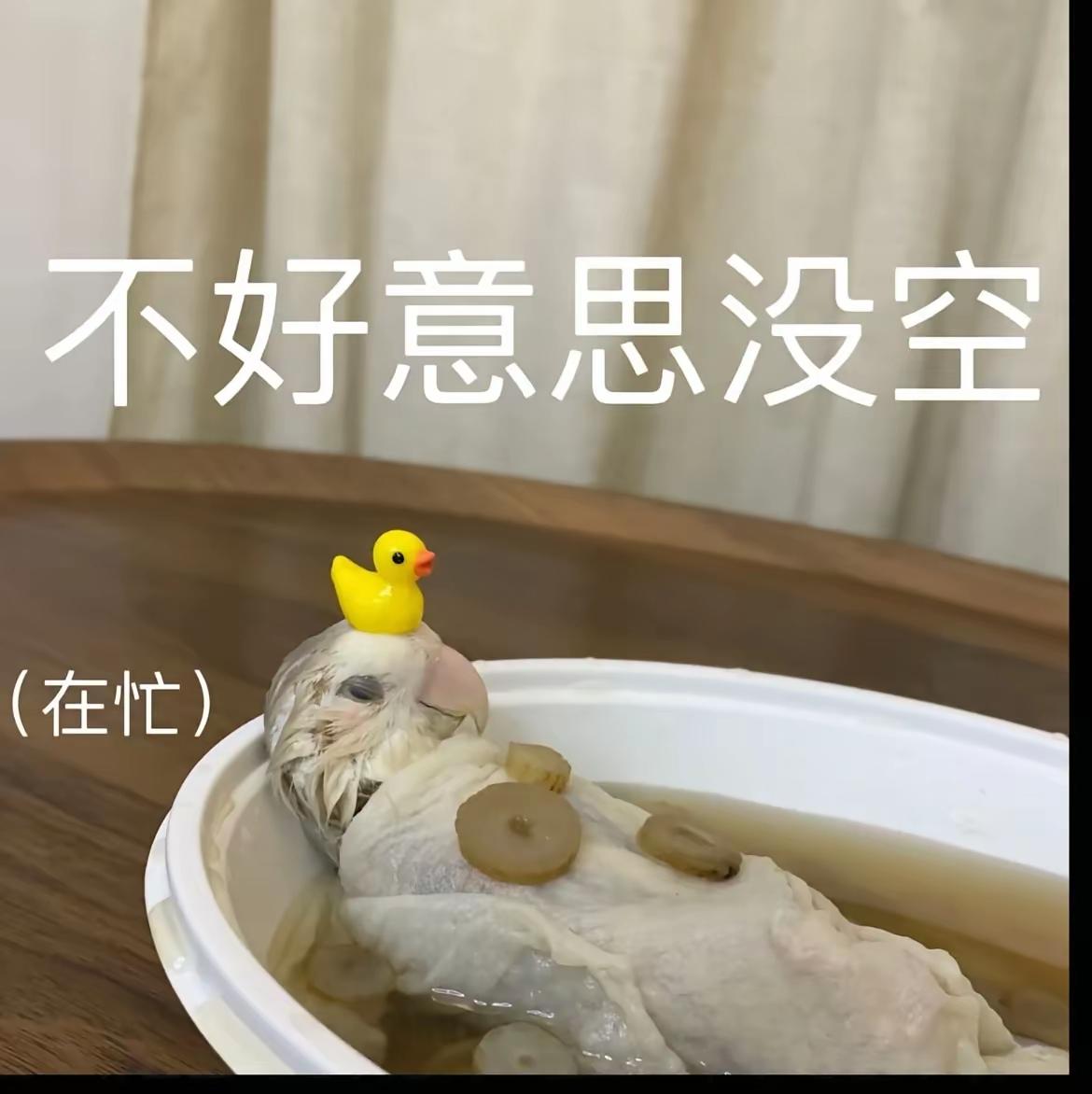 我第一眼看上去像是鹦鹉在熬汤[无奈吐舌]