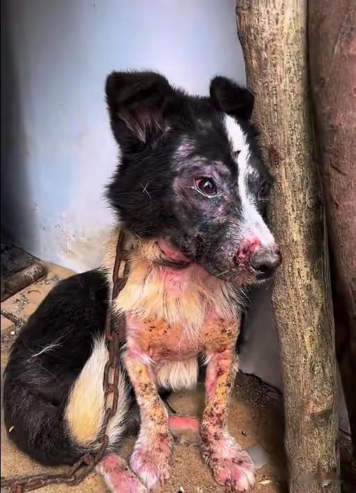 这天，一位小姐姐去朋友家玩，当她们吃完饭在村子里逛的时候突然听到有狗狗在哀嚎，于