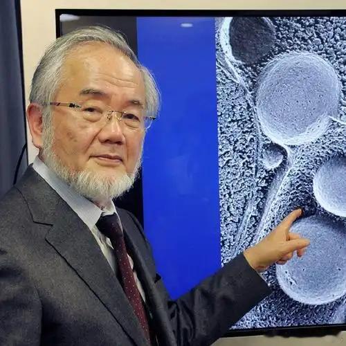 日本生物学家大隅良典因为发现了饿肚子时，身体会主动“吃掉”那些受损的老旧细胞，完