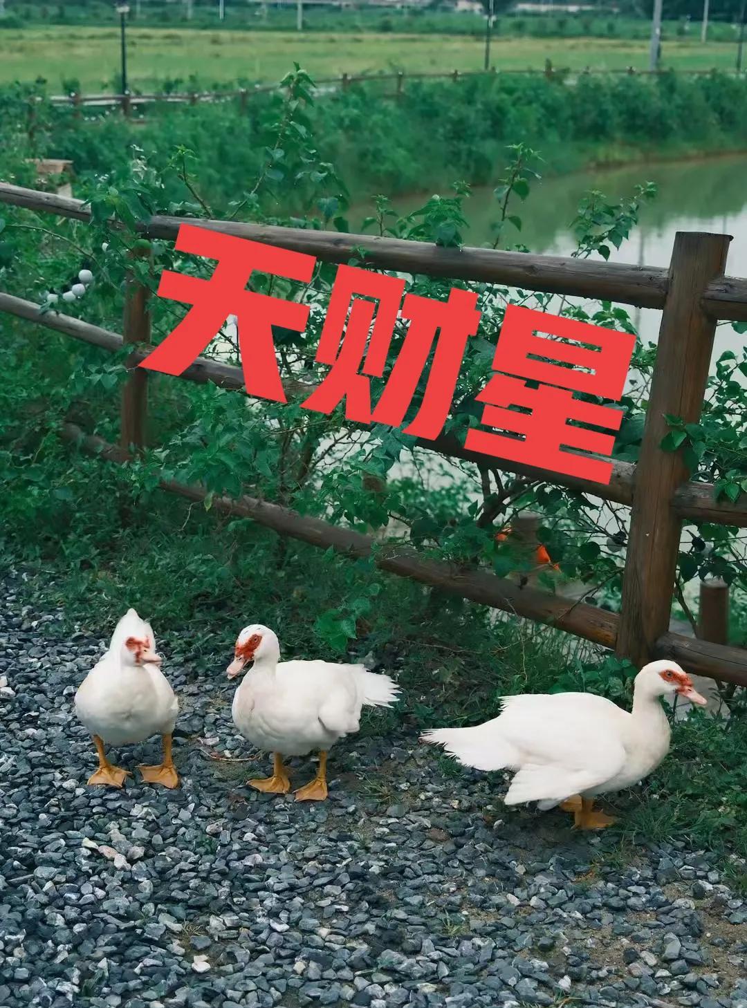 日干查