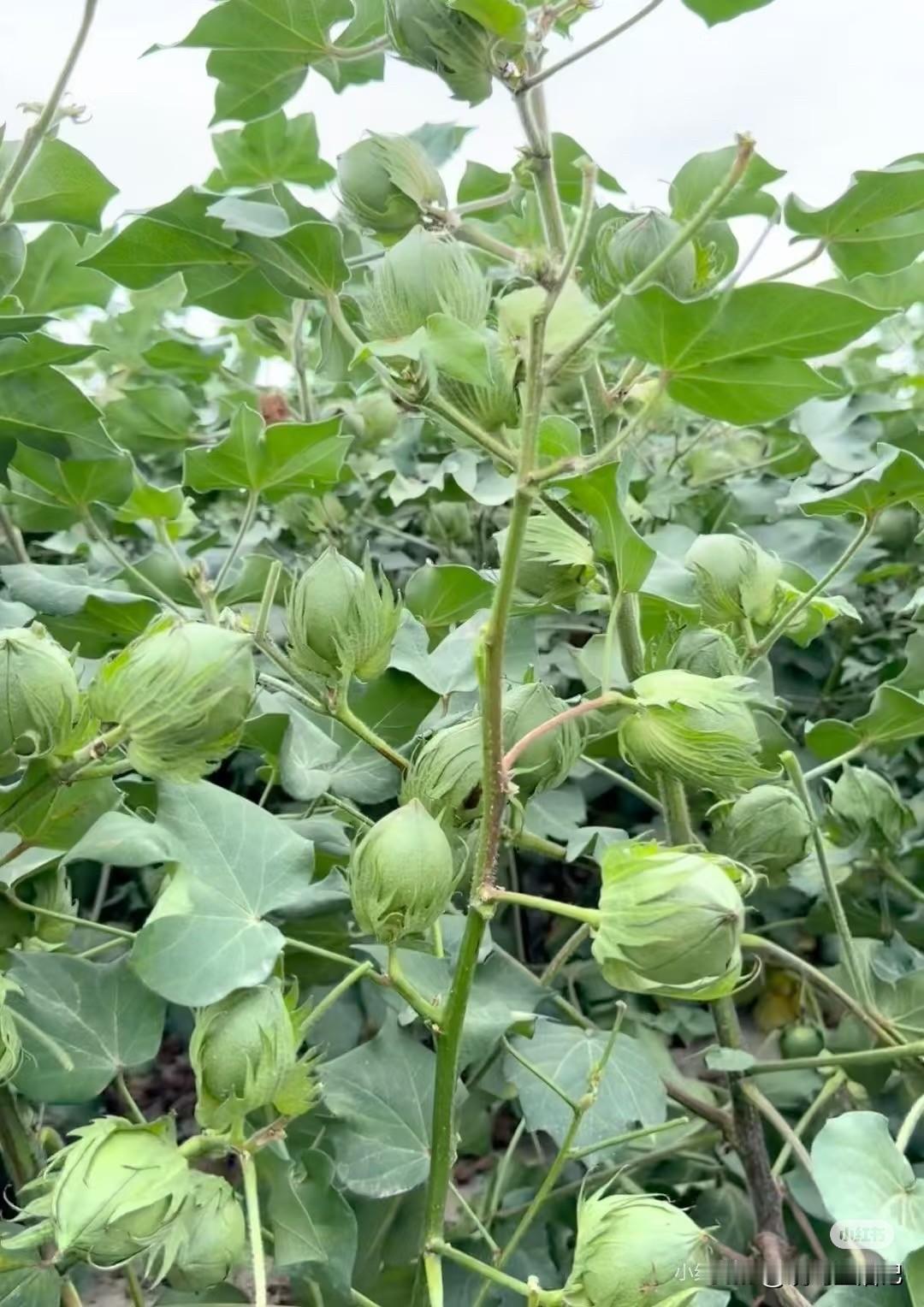 没在农村呆过的人，应该不认识这是什么吧