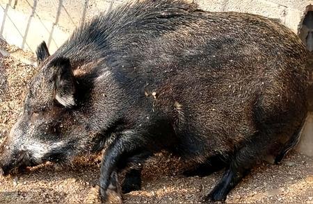 已确认，当场击毙。3月31日，贵州43岁男子因好奇去看野猪河边洗澡，不幸被300