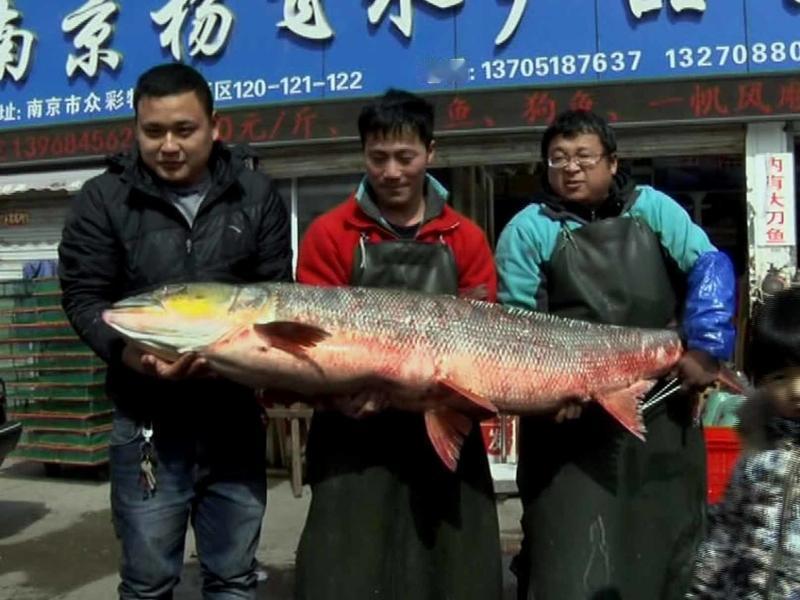 大哥正悠哉地钓鱼呢，突然一条30斤的大鱼游过来要吃的。这场景，简直就像电影情节！