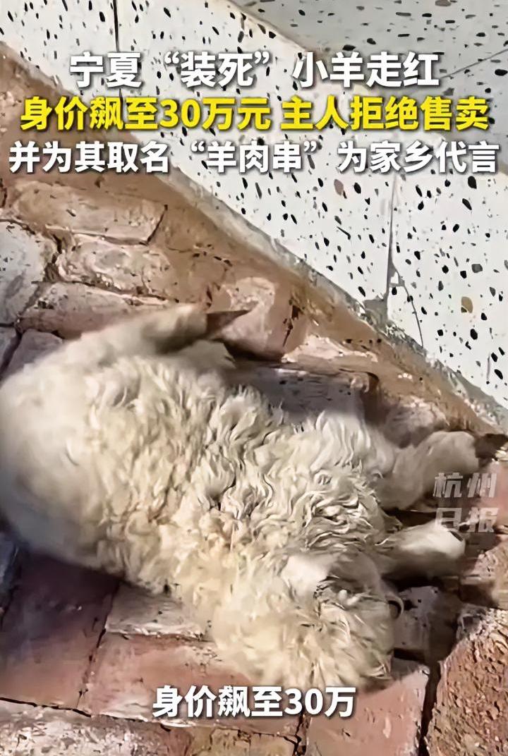 宁夏“装死”羊身价飙升，昨天还13万，今天变30万了。但是主人还是不肯卖，据说