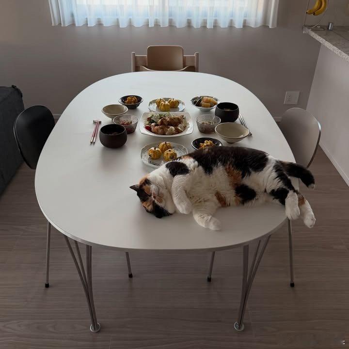 午餐主食猫饭团🍙cr：oage_cat​​​