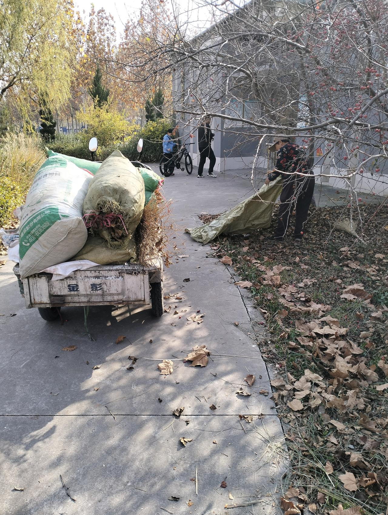晒图笔记大赛在公园溜弯遇到了一位收树叶的大妈，收了好几袋子，放到三轮上，大妈说：