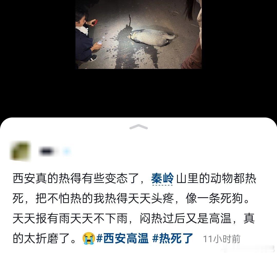 西安这么热的吗？秦岭里面的动物都热死了？那边的海拔不是挺高的吗？​​​