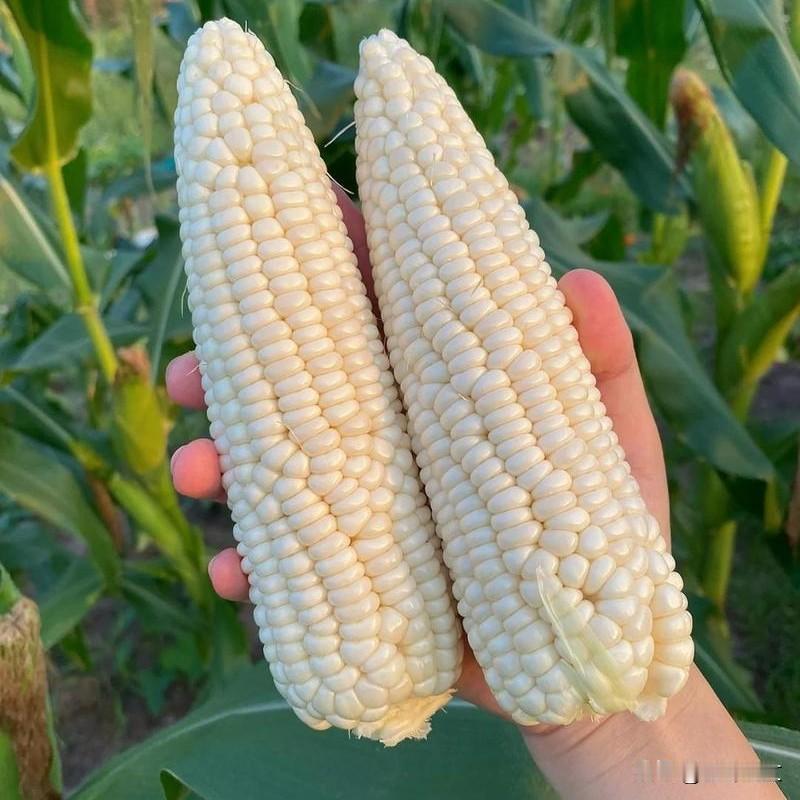 玉米苗期别乱施肥，一步做错减产没商量同样是种玉米，为啥别人家的苗期长势