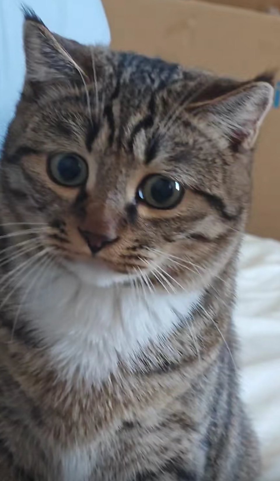 眼神戏充足的猫猫。猜猜哪张是它要动手捣乱了？