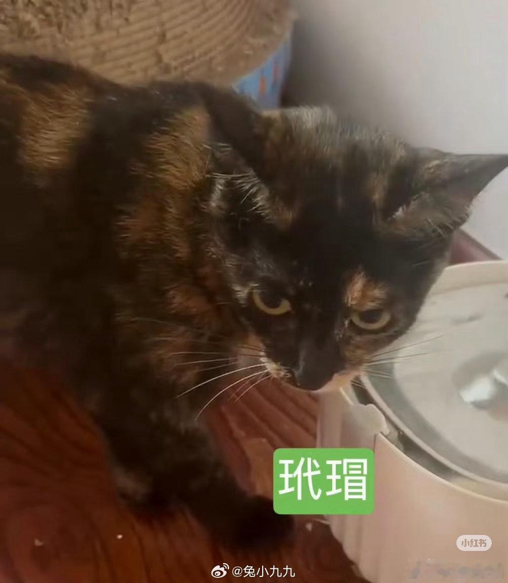 这5个猫你送到刀乐领养人那，已经说好了，刀乐爸妈什么都不知道人很好很靠谱，你我都
