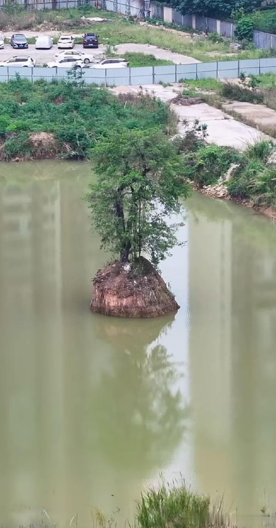 这树什么来头啊？[捂脸哭]