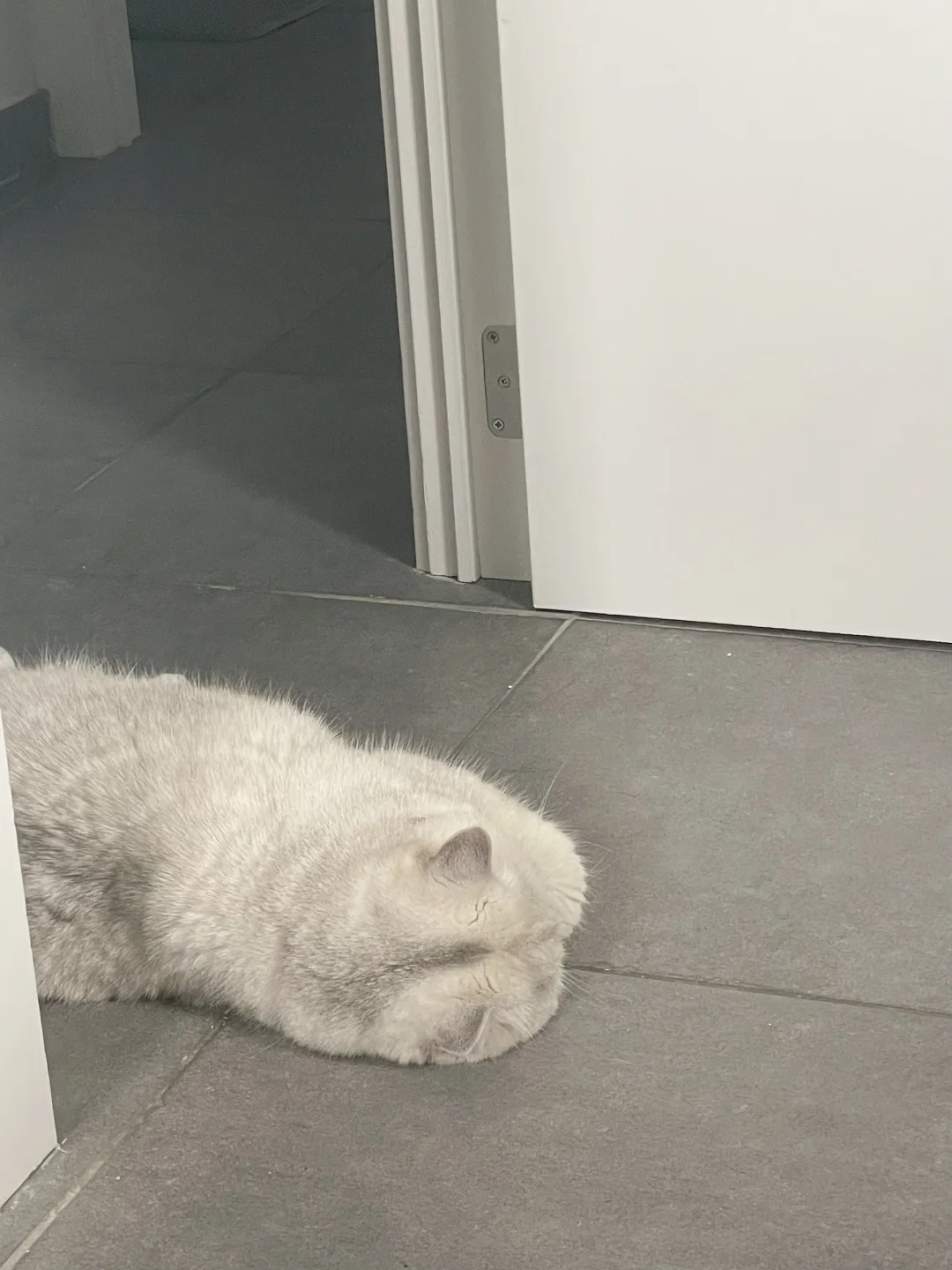 欧洲的热浪把我的绵绵都热晕了