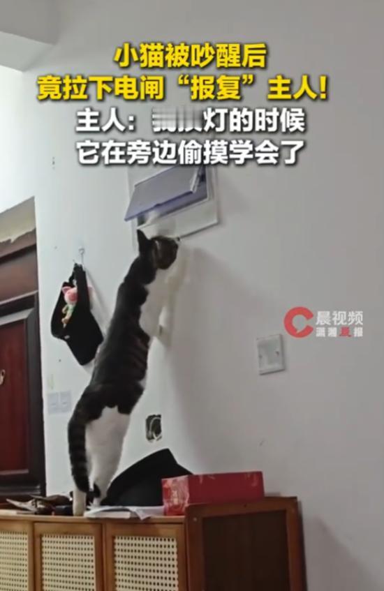 “笑不活了！”8月16日，河南郑州，一小猫正在睡觉，主人在它旁边玩电脑，把它吵醒