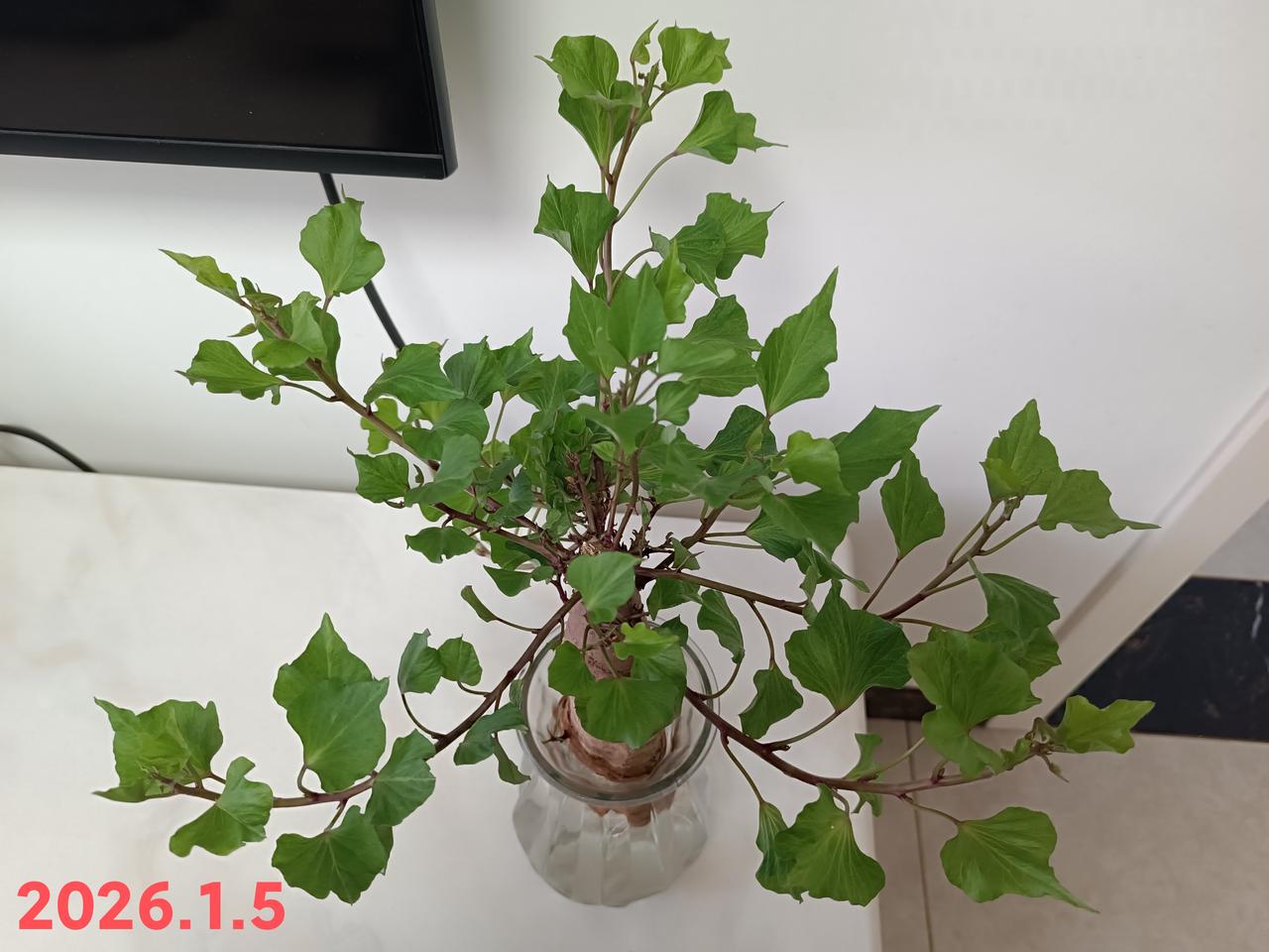 有一颗红薯发了芽我灵机一动找来花瓶开启水培之旅感觉解锁了养绿植的新乐趣😜