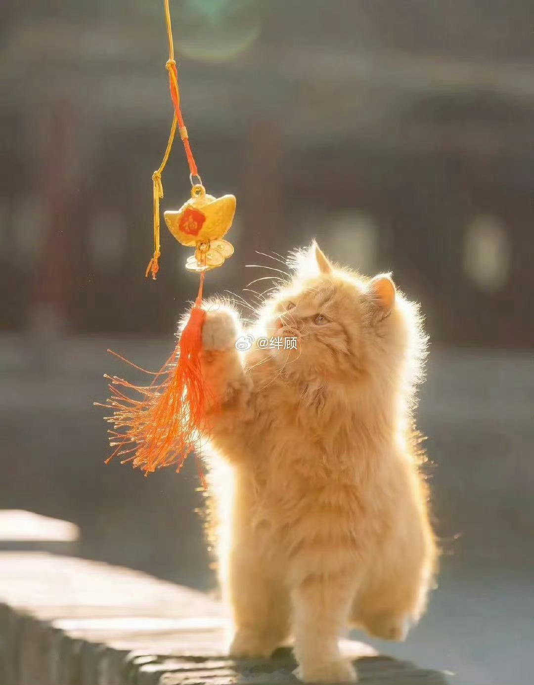 发光招财猫也太好看了吧！
