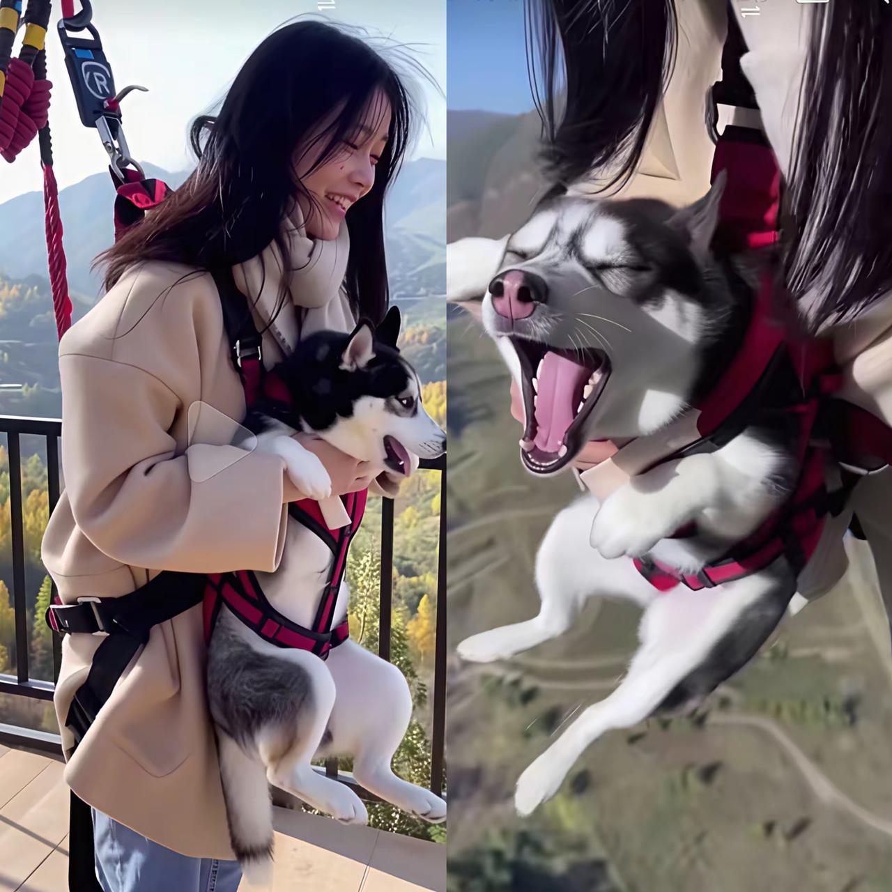 这美女也太狗了，你说你自己想玩蹦极，竟然把人家二哈也给带上了。你看你把人家