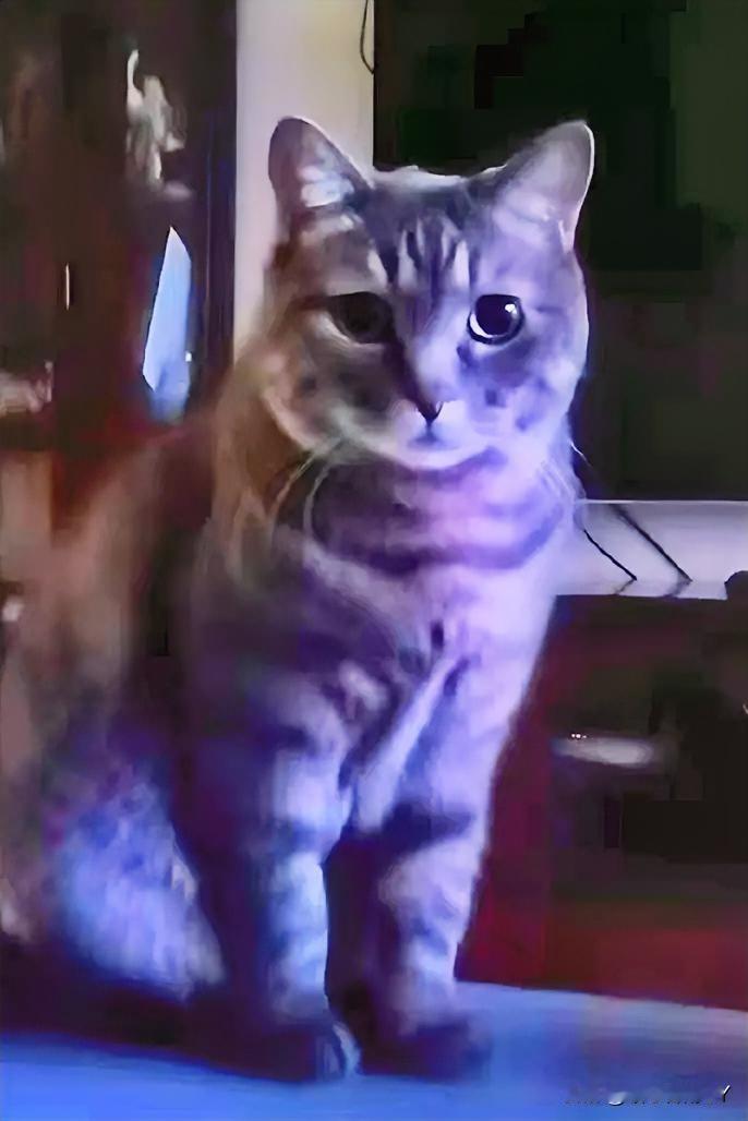 猫咪临终喊出的“爸爸”，是十年相伴的深情眷恋！有只猫咪，相伴十年都没有学会唤