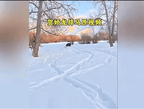 贺娇龙单单坠马不可怕，因为这么厚的雪，即使从马上摔下来，也不会受多大的伤害。最怕