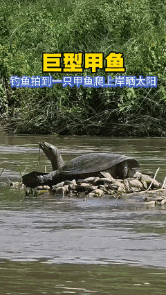 难得一见的狠货…[哭哭]