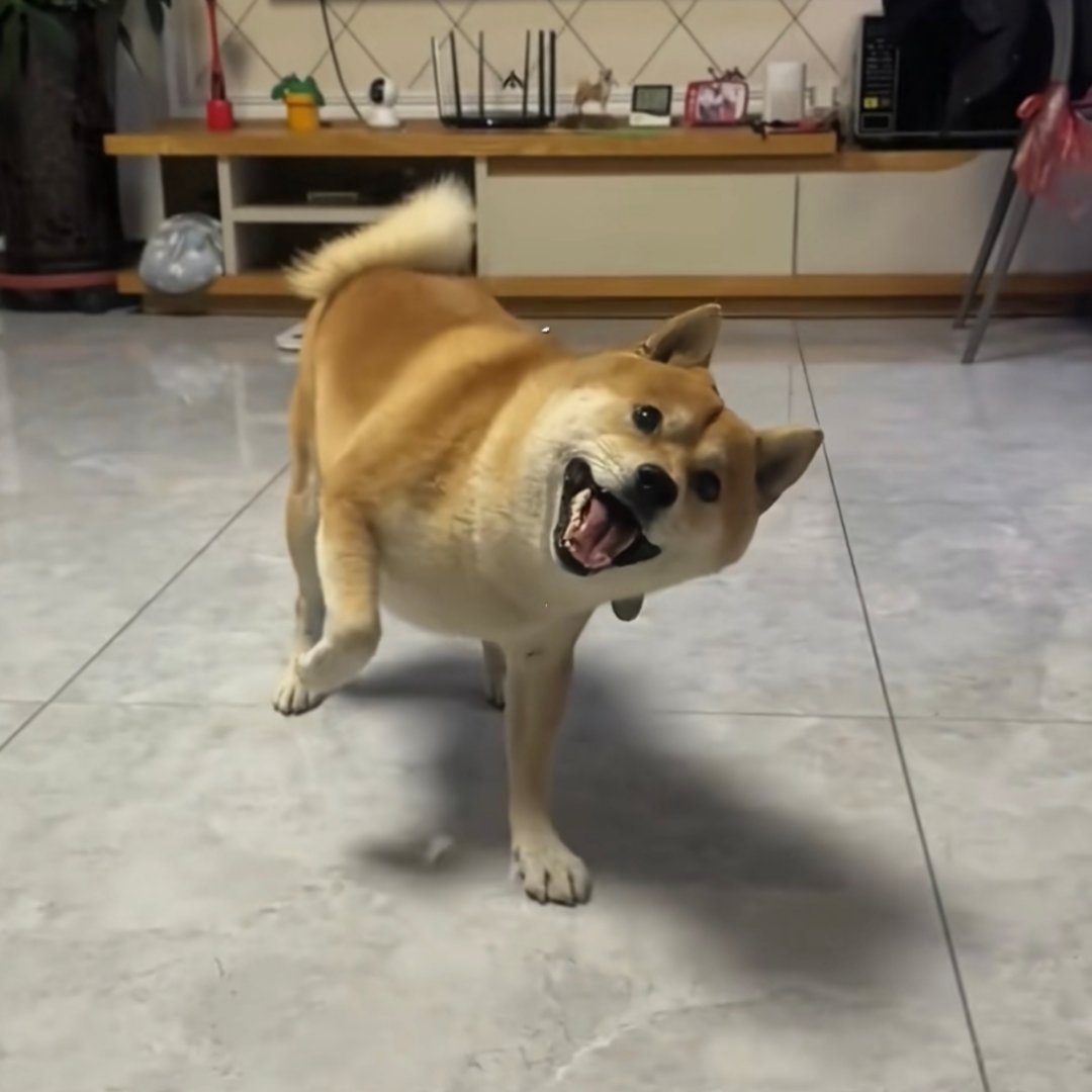 狗不咬人，其实还是挺可爱的。​​​