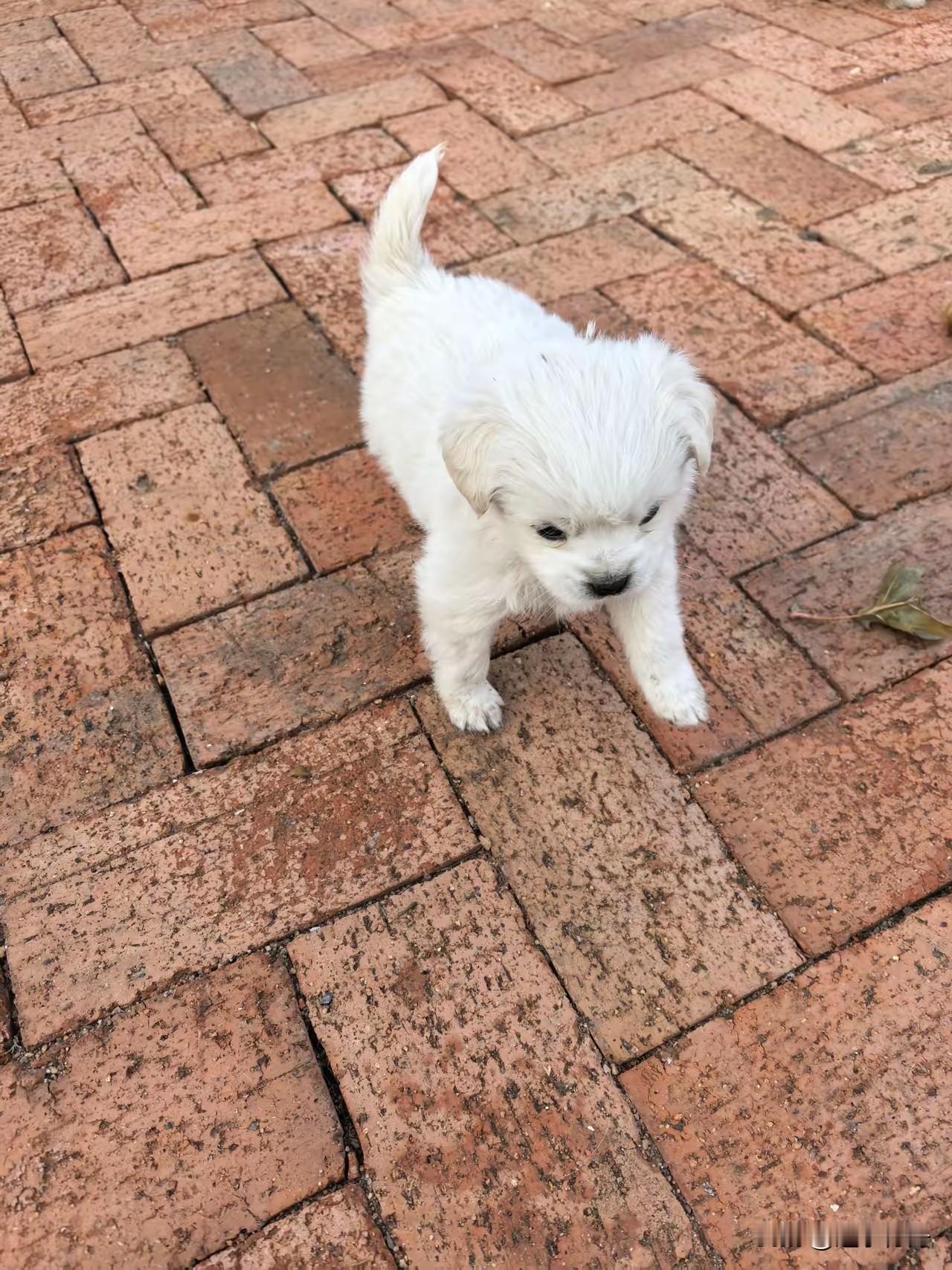 一只刚满月的小狗颤颤巍巍走到晨练的大妈面前，可能是影响了大妈的晨练，被一脚踢飞躺