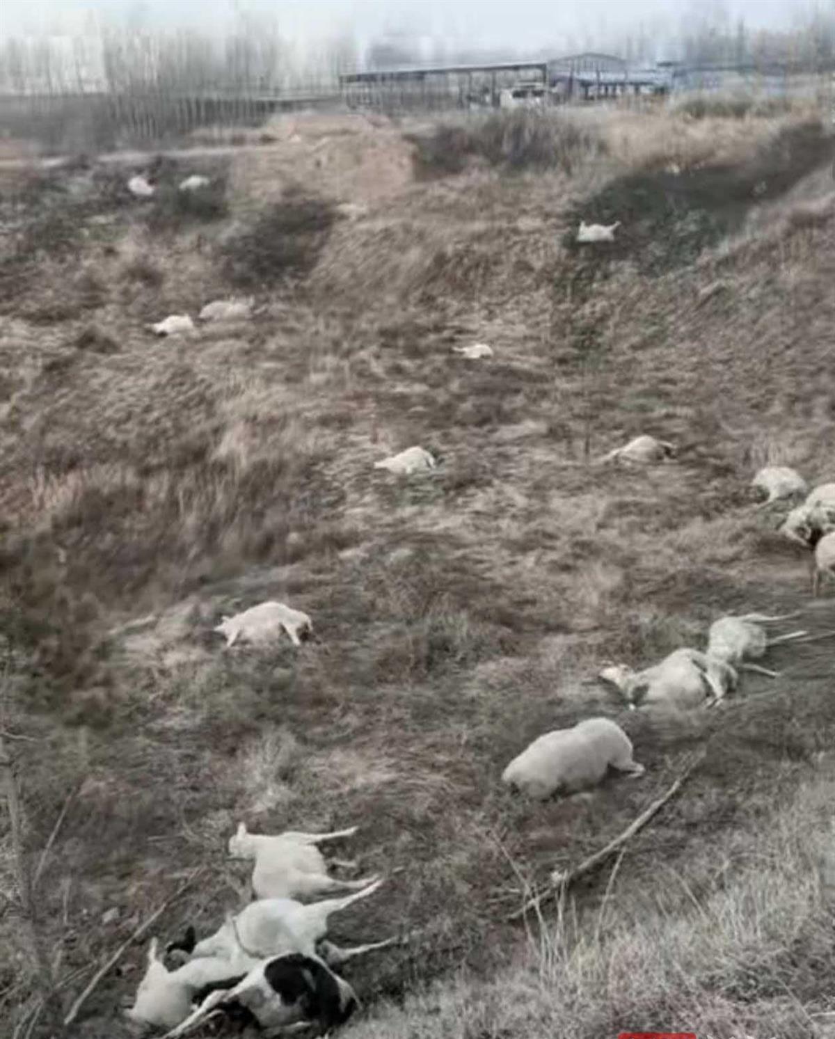 山西晋中一村民120头羊被毒死，谁能想到凶手竟是天天一起喝酒吹牛的好朋友。村民赵