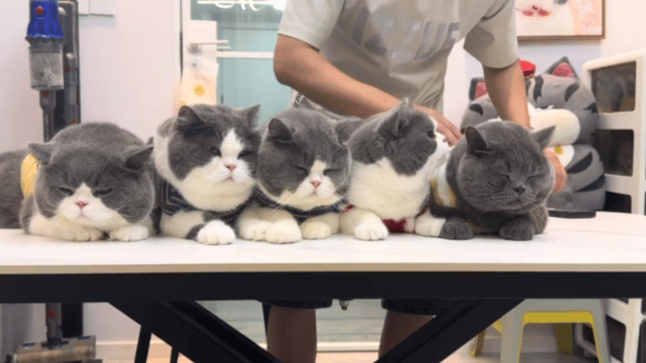 猫：真的是莫名其喵！！！​​​