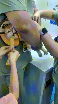 你瞅瞅这只小橘猫，真是又可怜又懂事。感冒了天天得跑宠物医院打针，小家伙心里也害怕