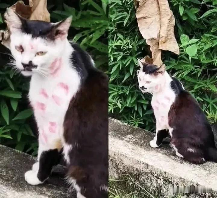 这只猫不知经历了什么，一身的“伤痕”，让人看了好心疼！[哭哭]