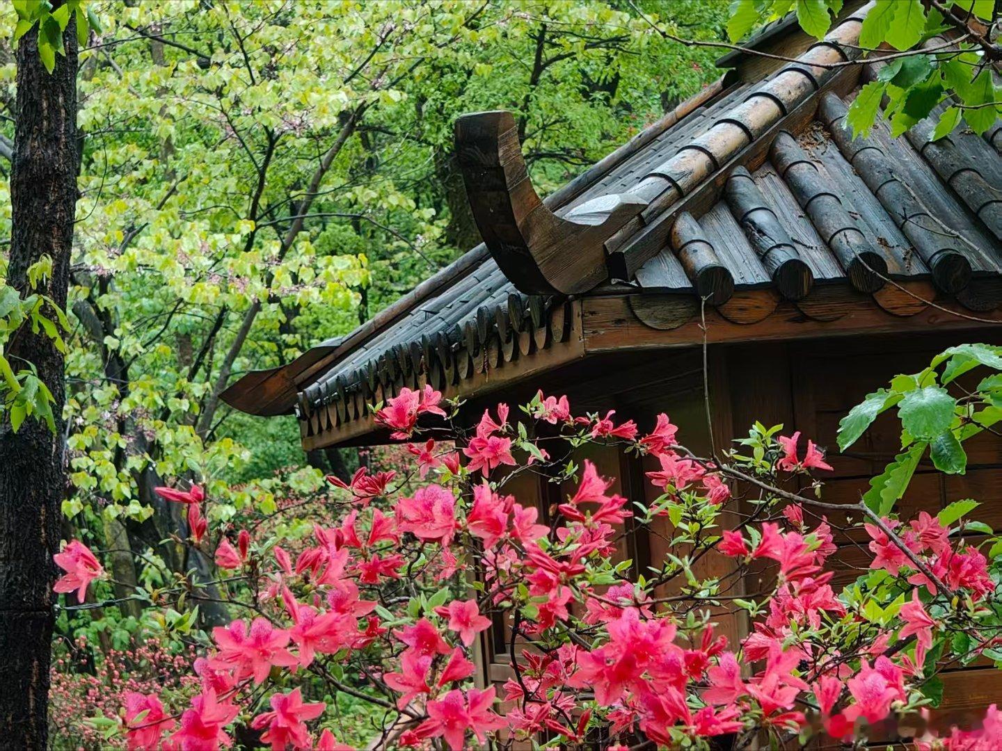 河南汝阳西泰山万亩杜鹃花开成海河南汝阳西泰山景区的十万亩野生杜鹃花正值盛花期，漫