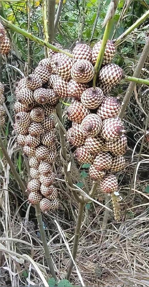 这是什么水果啊