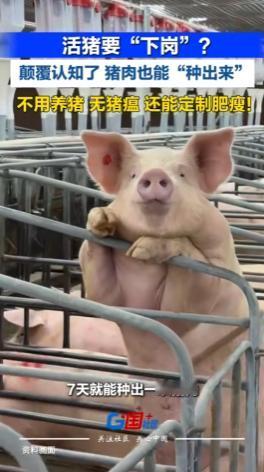 “好消息：猪肉能7天长成！”南京，一块在实验室里养出来的猪肉，正在等待一张“准生