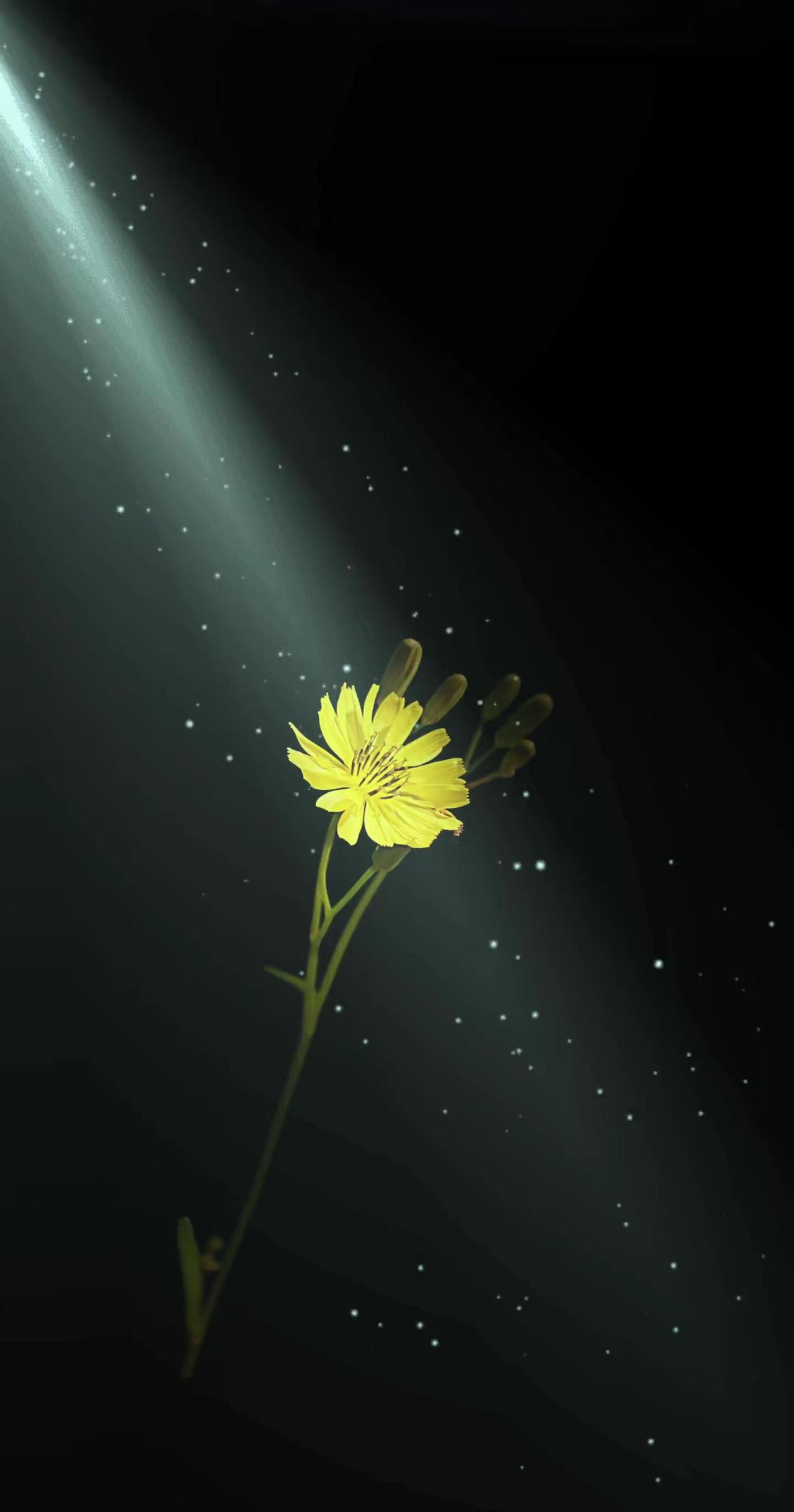 小花的光。一花一世界摄影黑背景下的花朵拍花艺术黑暗背景的花