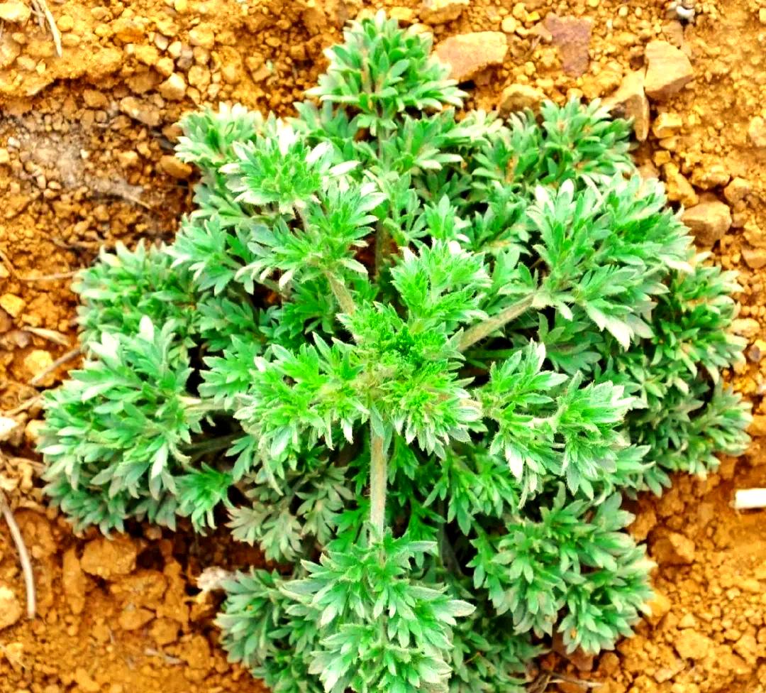 它是肝脏最强的“排毒王”，胜过护肝片，让肝脏年轻20岁 肝脏里的“毒素”，就