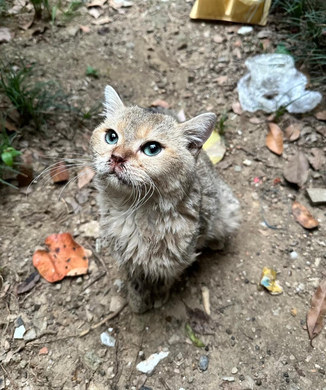 就连玄学都无法解释清楚了!昨天去买菜，在菜市场外面发现了一只被老鼠夹绊住的流浪