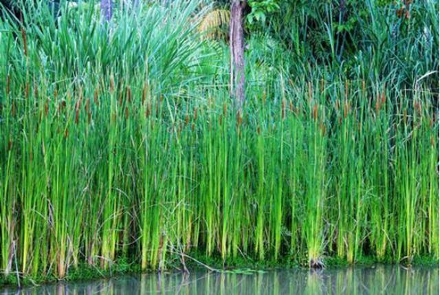 在农村有这样一种植物,在水中的一种水草能长出一根根长长的"腊肠"